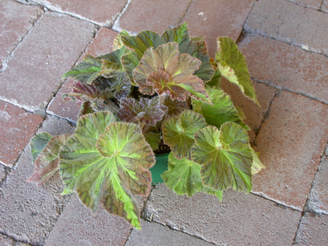 B. ‘Dell Adam’